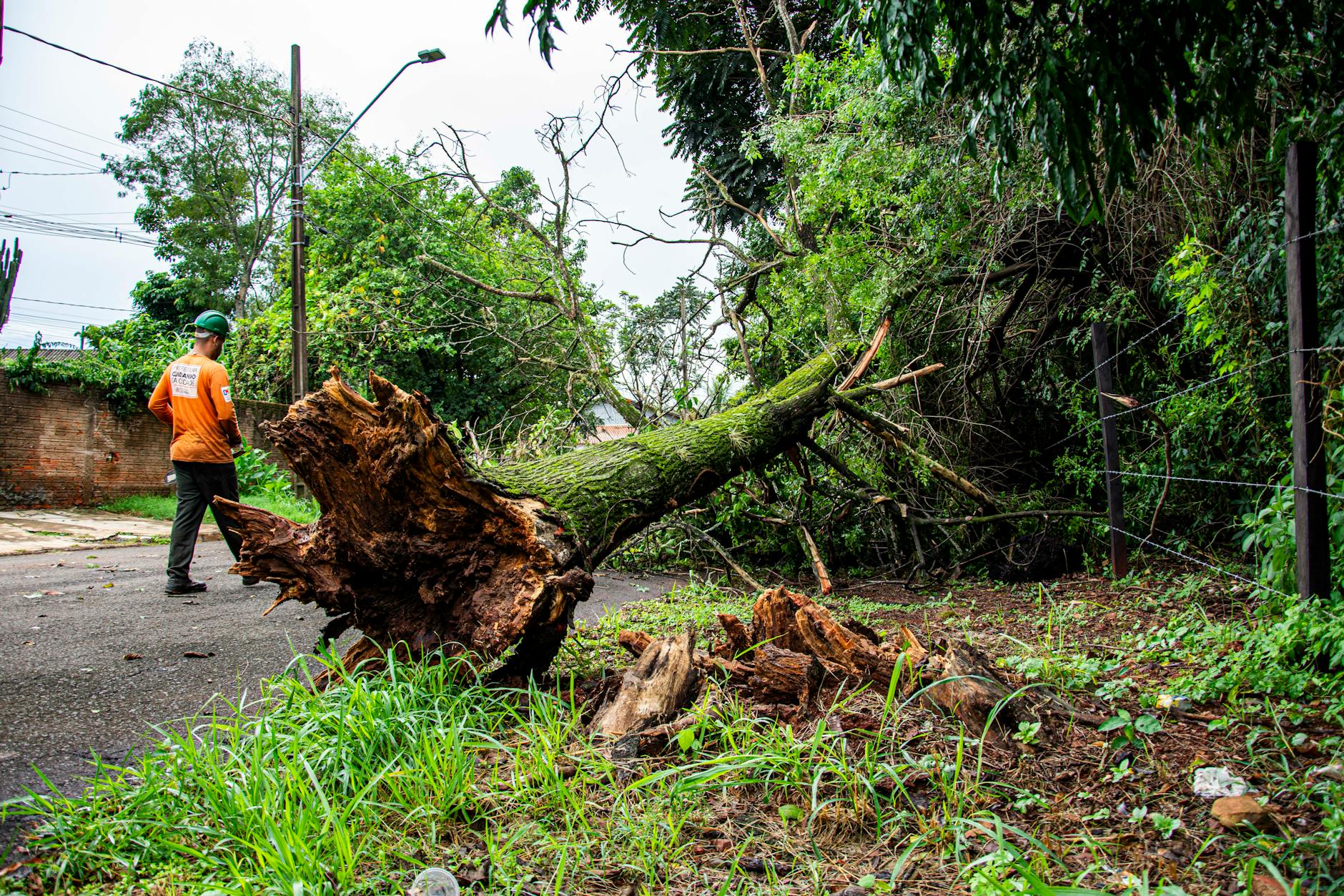 Tree Removal Service